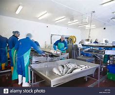Fish Plant Worker Jobs in Canada With Free Visa Sponsorship | Eligibility + Application