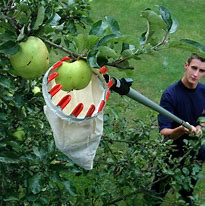 Fruit Picker Jobs in Canada With Free Visa Sponsorship | Eligibility + Application
